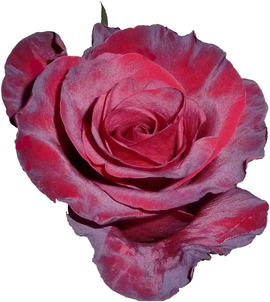 Vibrant Red Rose Isolated.png PNG image