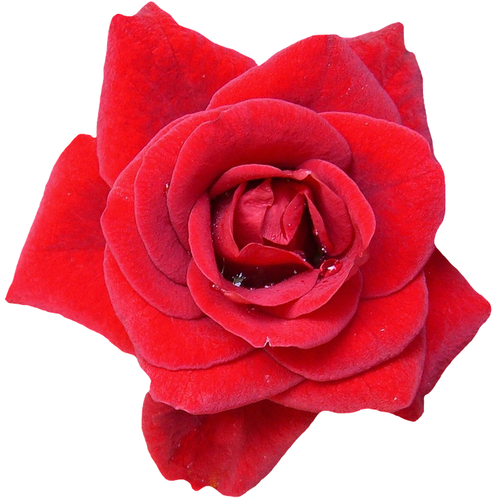 Vibrant Red Rose Isolated.png PNG image