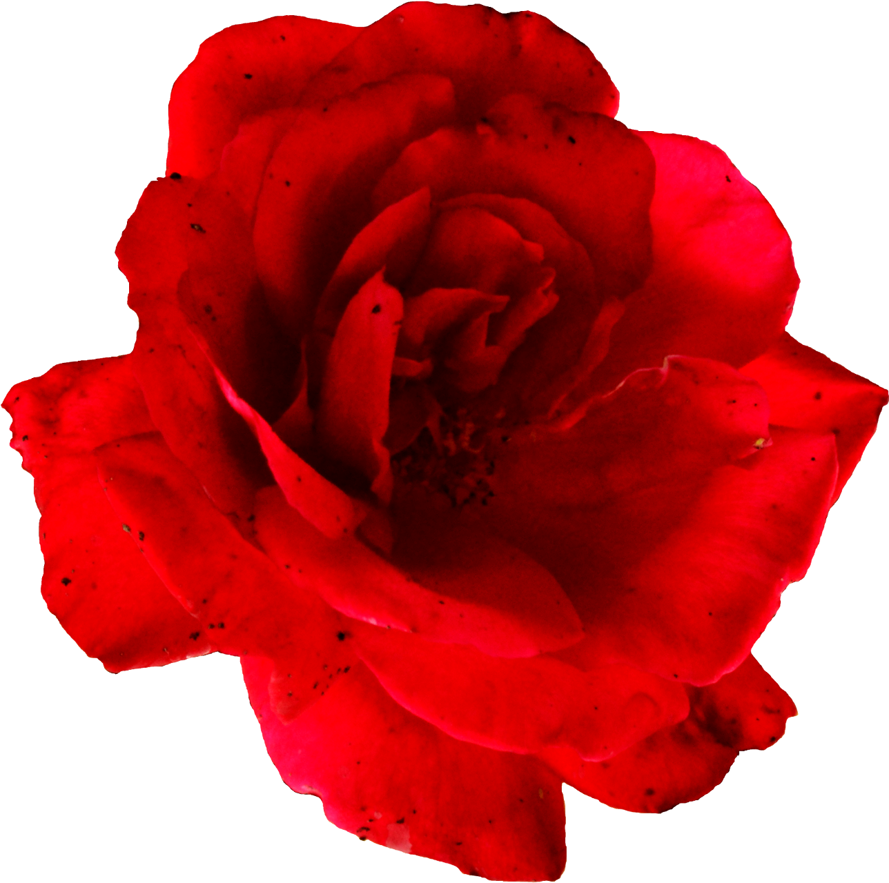 Vibrant Red Rose Isolated.png PNG image