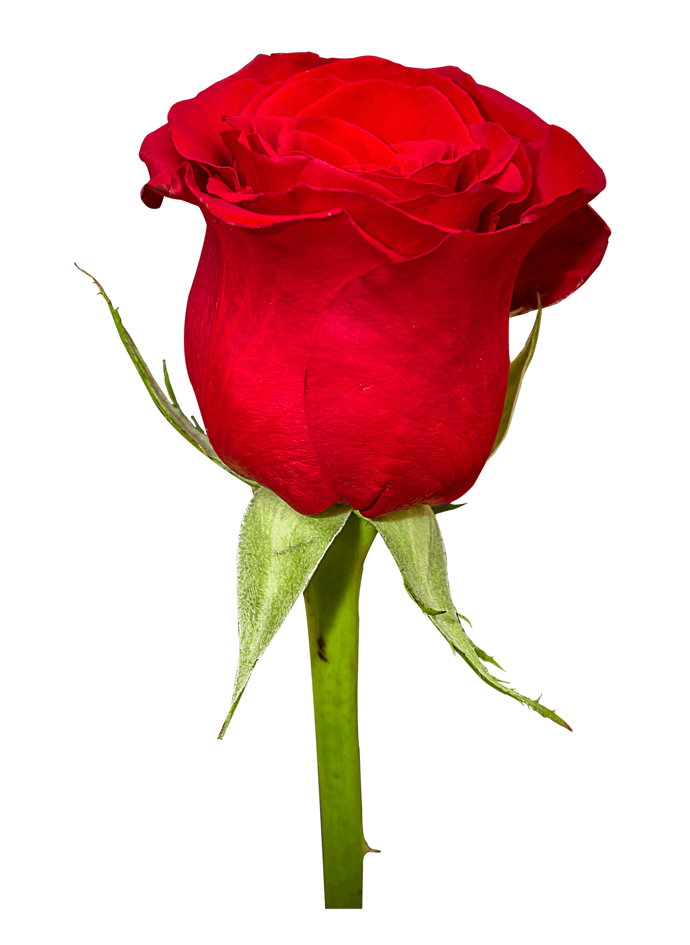 Vibrant Red Rose Single Stem PNG image