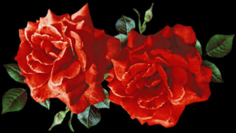 Vibrant_ Red_ Roses_ Black_ Background.jpg PNG image