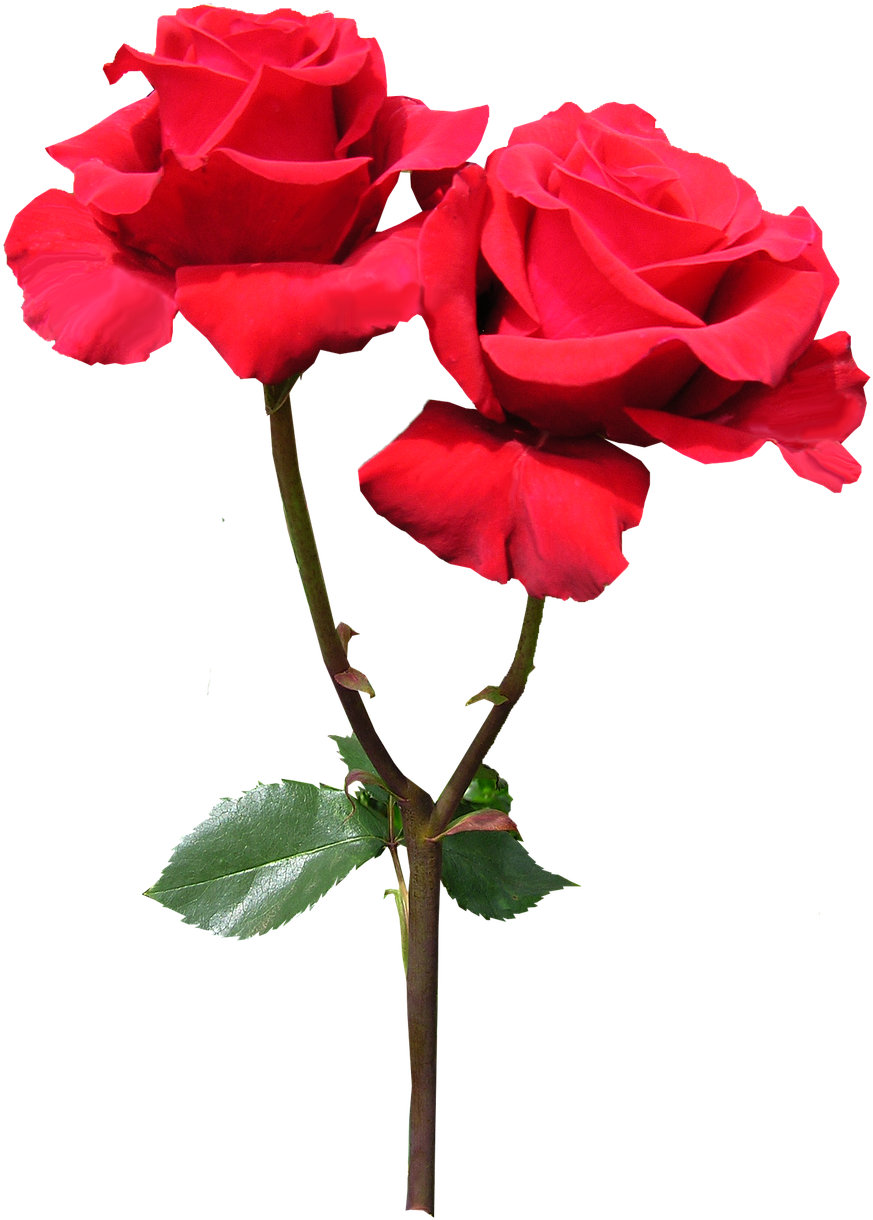 Vibrant Red Roses Transparent Background.png PNG Image