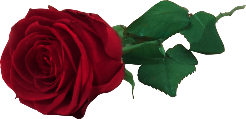 Vibrant Red Rosewith Green Leaves.png PNG image