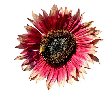 Vibrant Red Sunflower Black Background PNG image