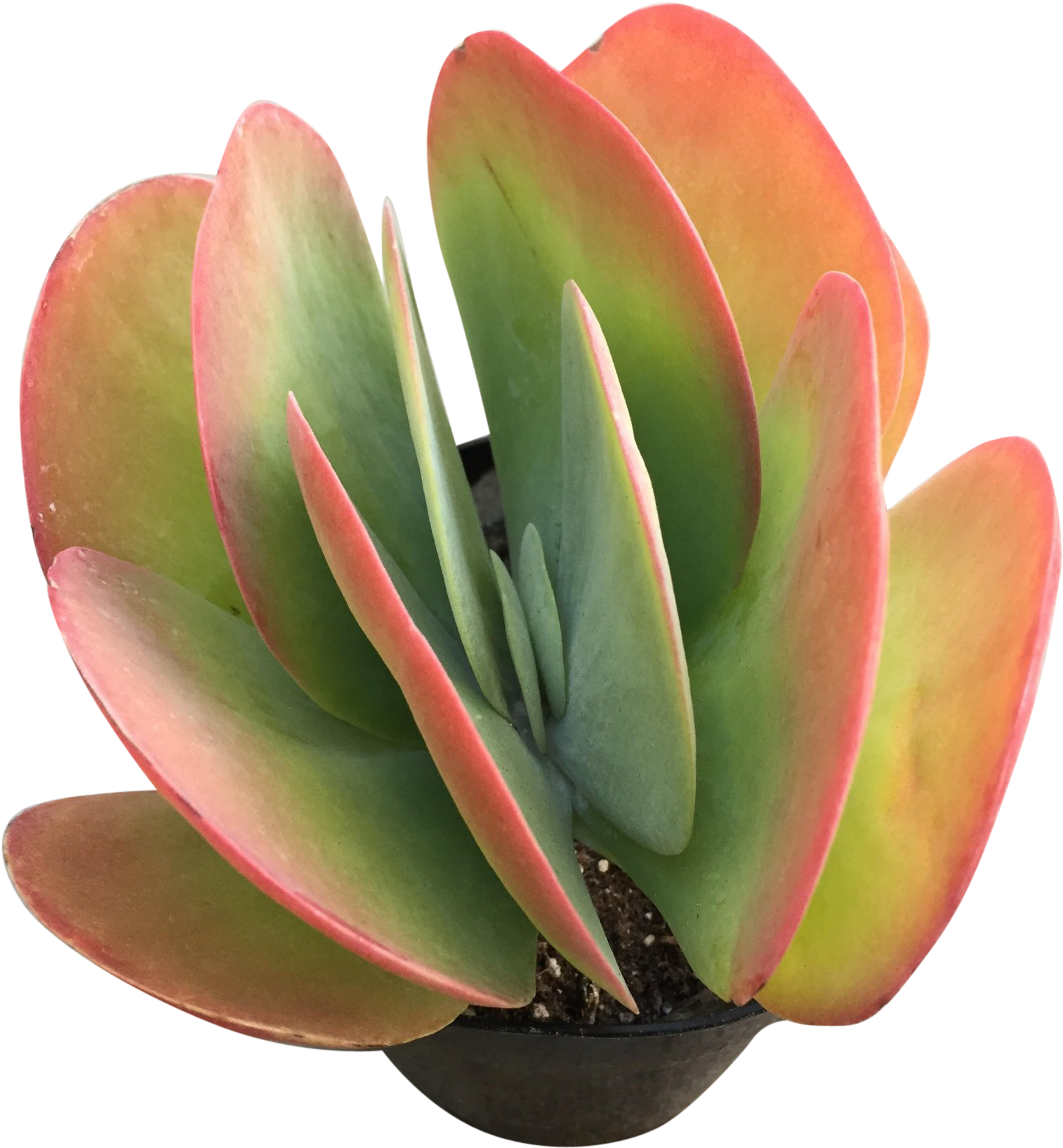 Vibrant Red Tipped Succulent PNG image