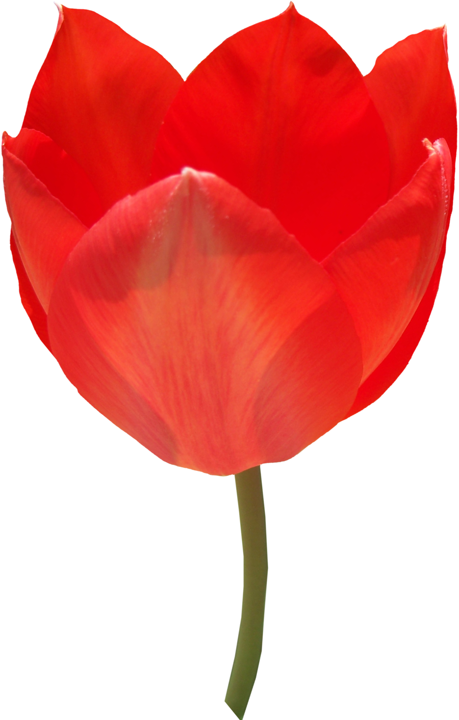 Vibrant Red Tulip Single Bloom PNG image