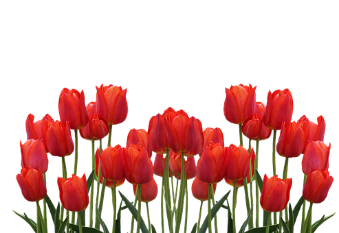 Vibrant Red Tulips Against Black Background.jpg PNG image