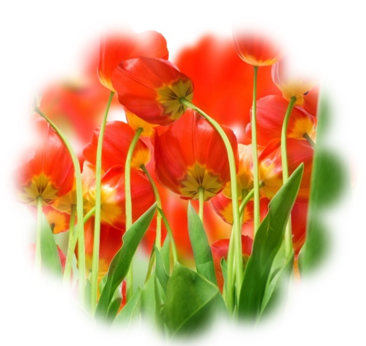 Vibrant Red Tulips Artistic Render PNG image