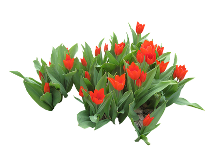 Vibrant_ Red_ Tulips_ Black_ Background PNG image