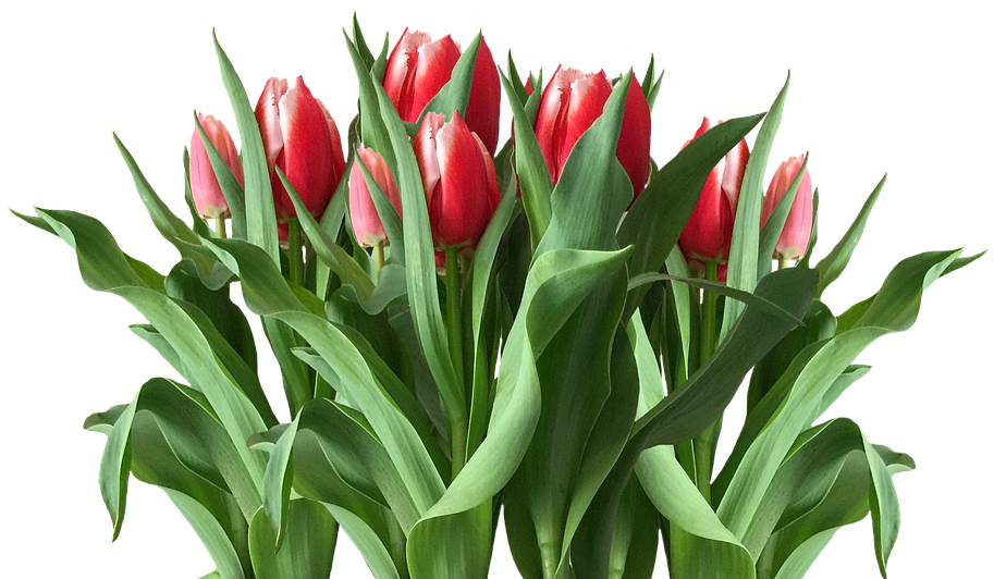 Vibrant Red Tulips Bouquet PNG image