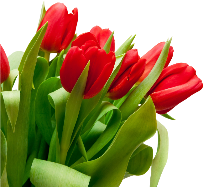 Vibrant Red Tulips Bouquet PNG image