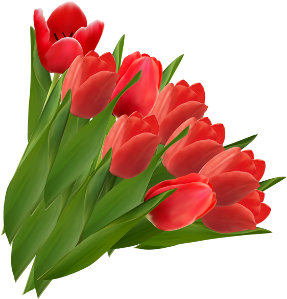 Vibrant Red Tulips Bouquet PNG image