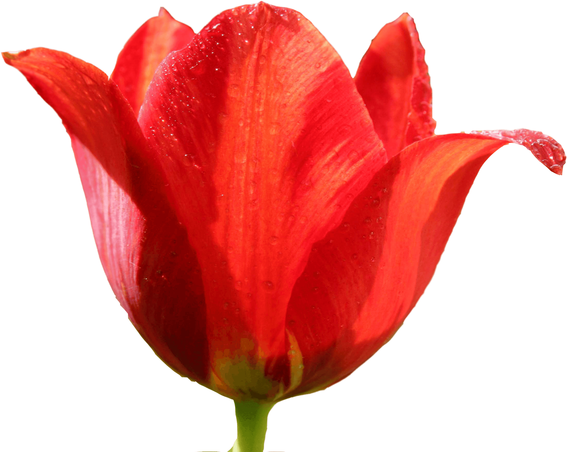 Vibrant Red Tulipwith Dew Drops PNG image