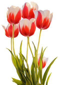 Vibrant Red White Tulips Black Background PNG image
