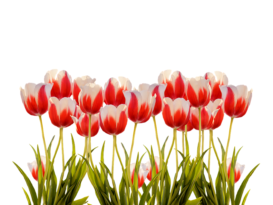 Vibrant Red White Tulips Floral Display PNG image