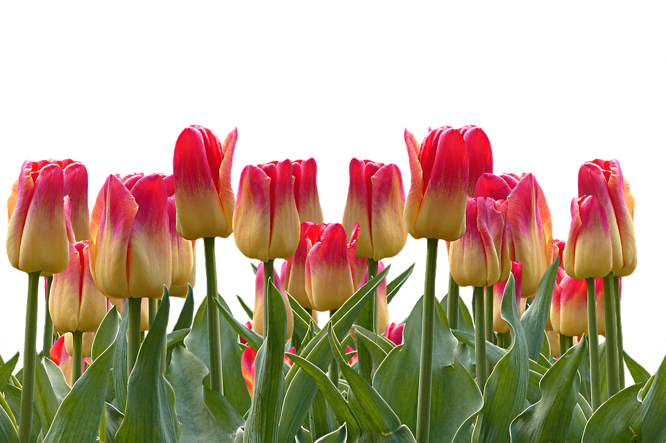 Vibrant Red Yellow Tulips PNG image