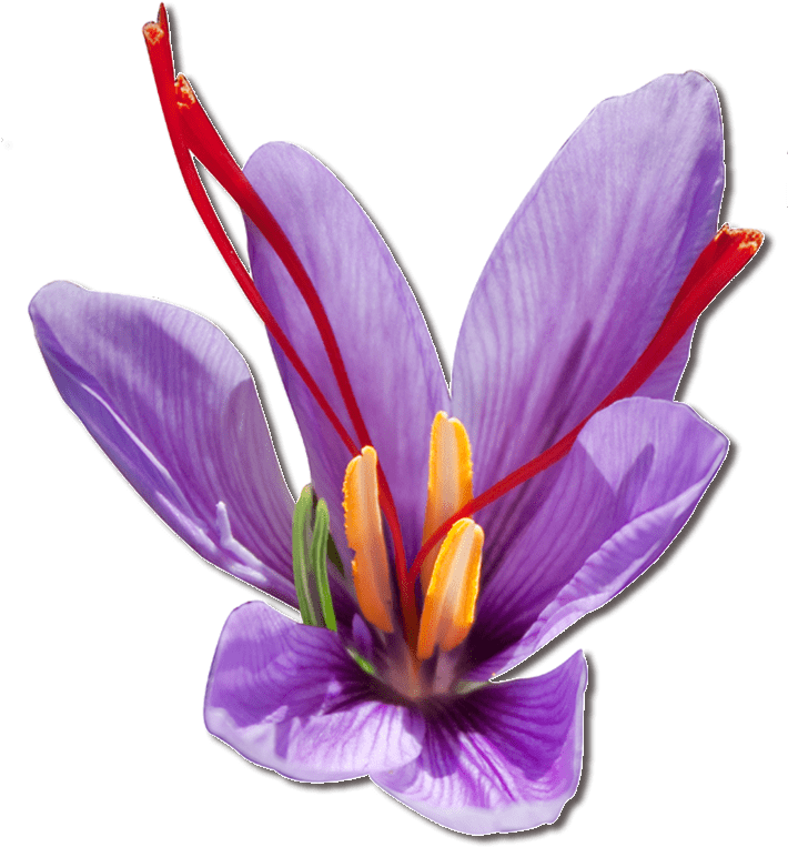 Vibrant Saffron Crocus Flower PNG image