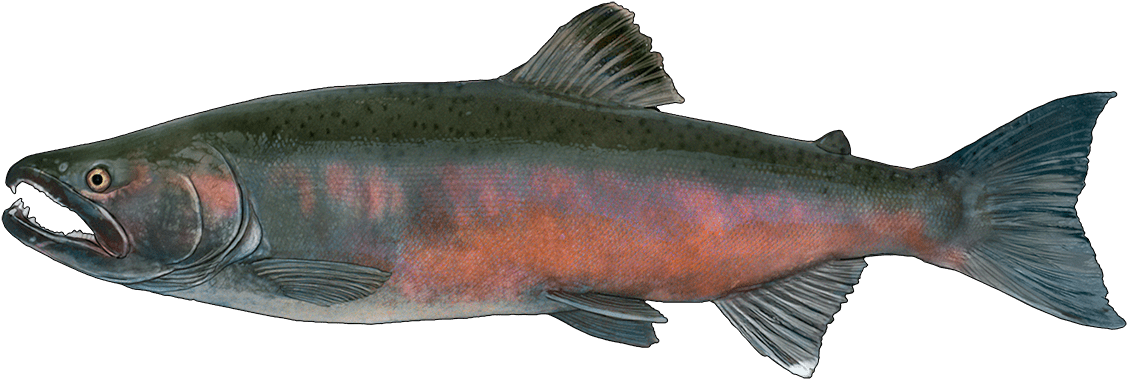 Vibrant Salmon Illustration PNG image