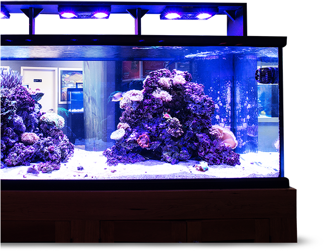 Vibrant Saltwater Aquarium Setup PNG image