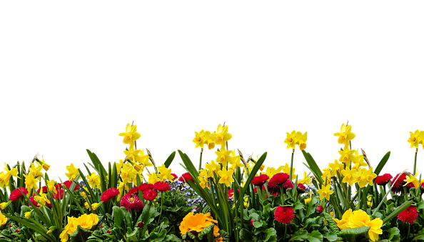Vibrant Spring Flower Displayon Black Background PNG image