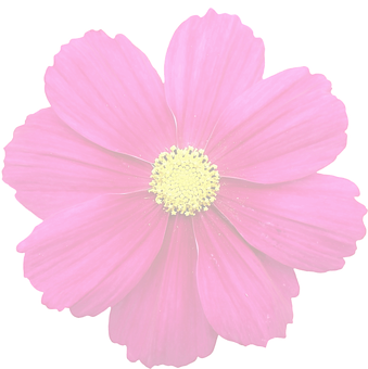 Vibrant Summer Bloom PNG image