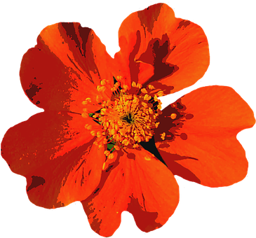 Vibrant Summer Bloom PNG image