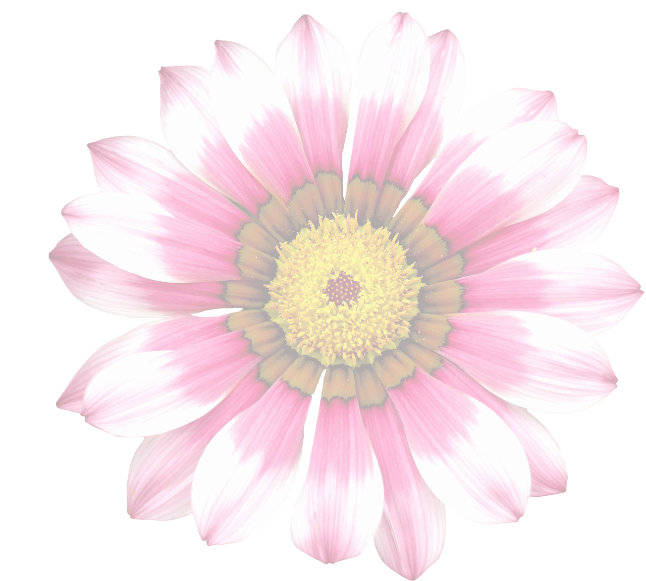 Vibrant Summer Daisy.jpg PNG image