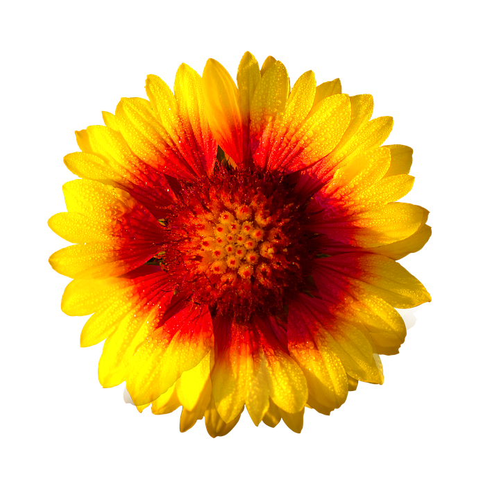 Vibrant Sun Kissed Flower PNG image