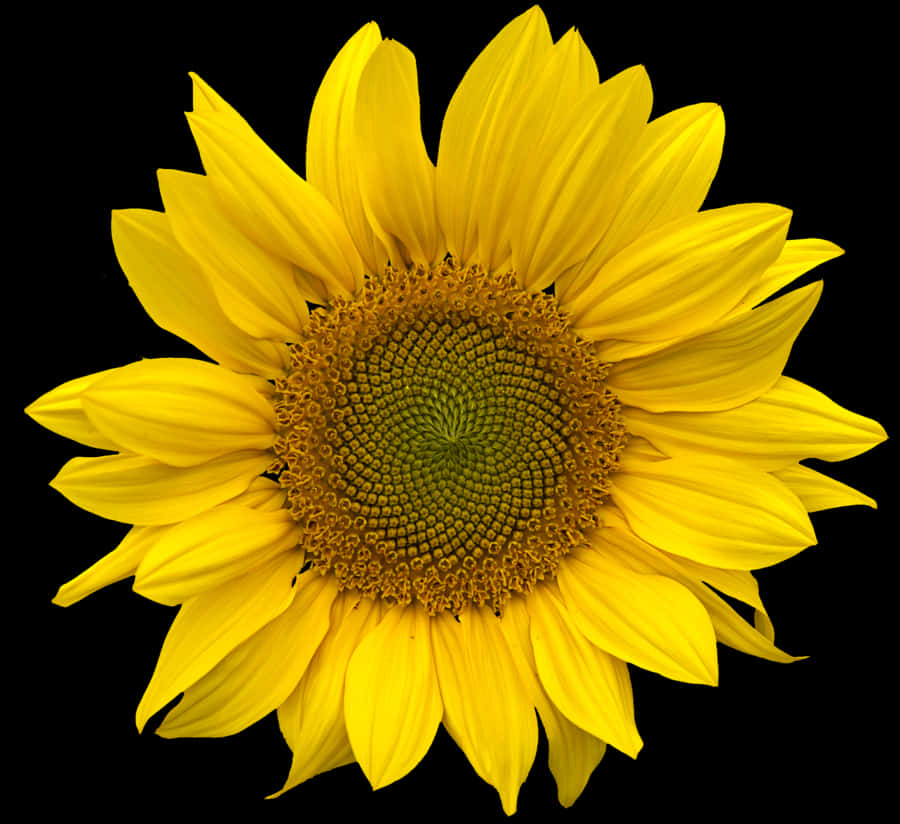 Vibrant_ Sunflower_ Against_ Black_ Background.jpg PNG image