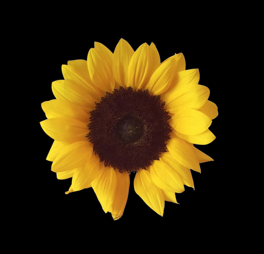 Vibrant_ Sunflower_ Against_ Black_ Background.jpg PNG image