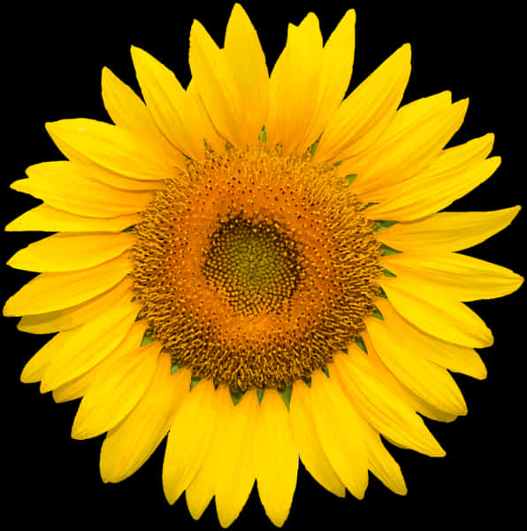 Vibrant_ Sunflower_ Against_ Black_ Background.jpg PNG image