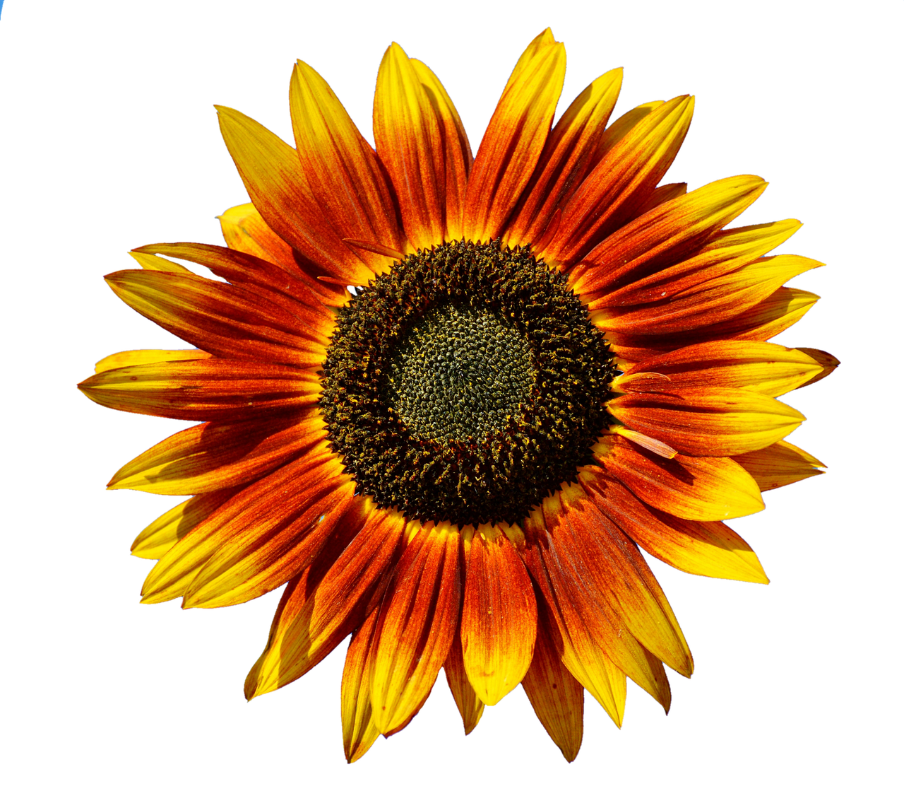 Vibrant Sunflower Against Black Background.jpg PNG image