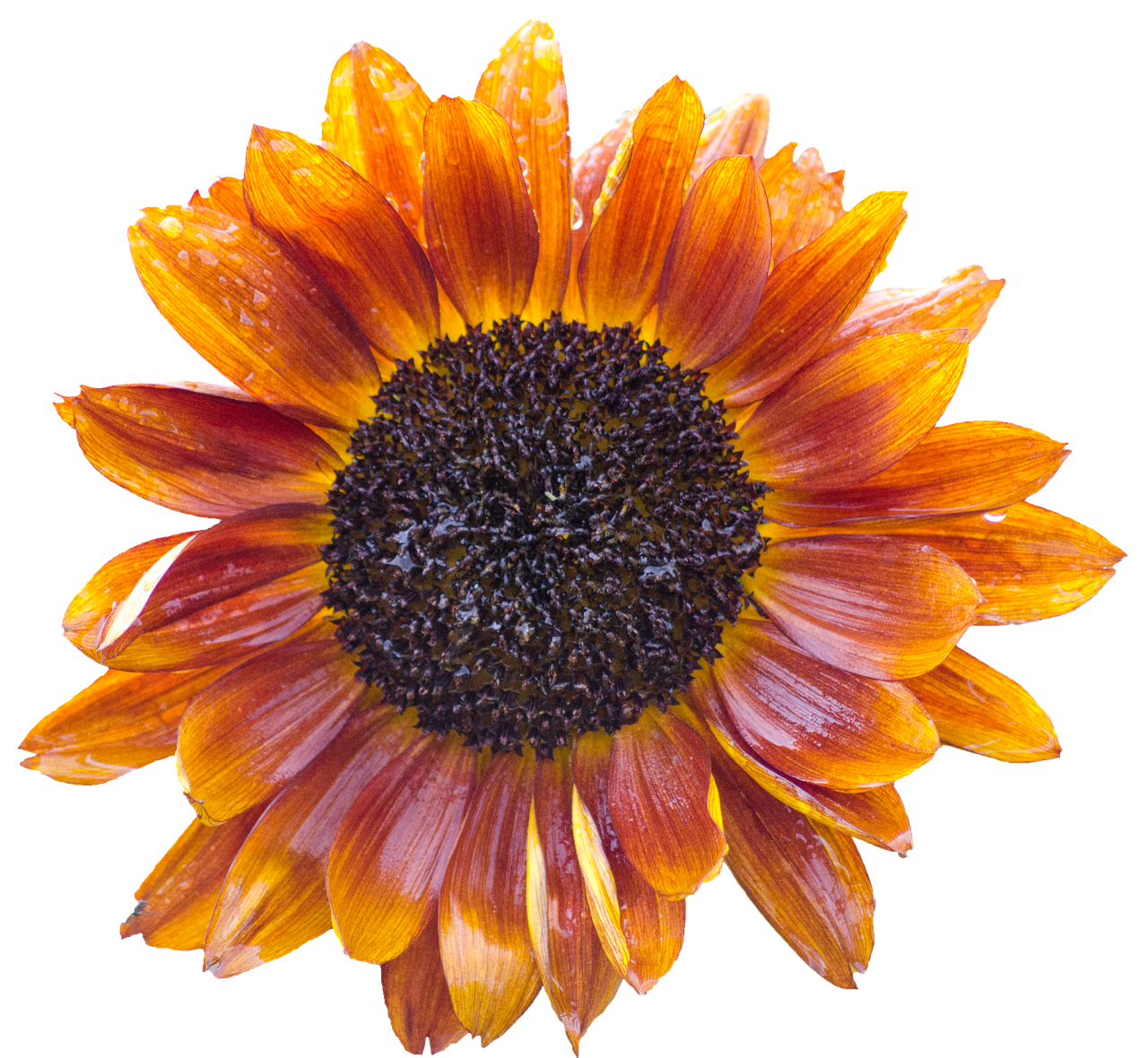 Vibrant Sunflower Against Black Background.jpg PNG image