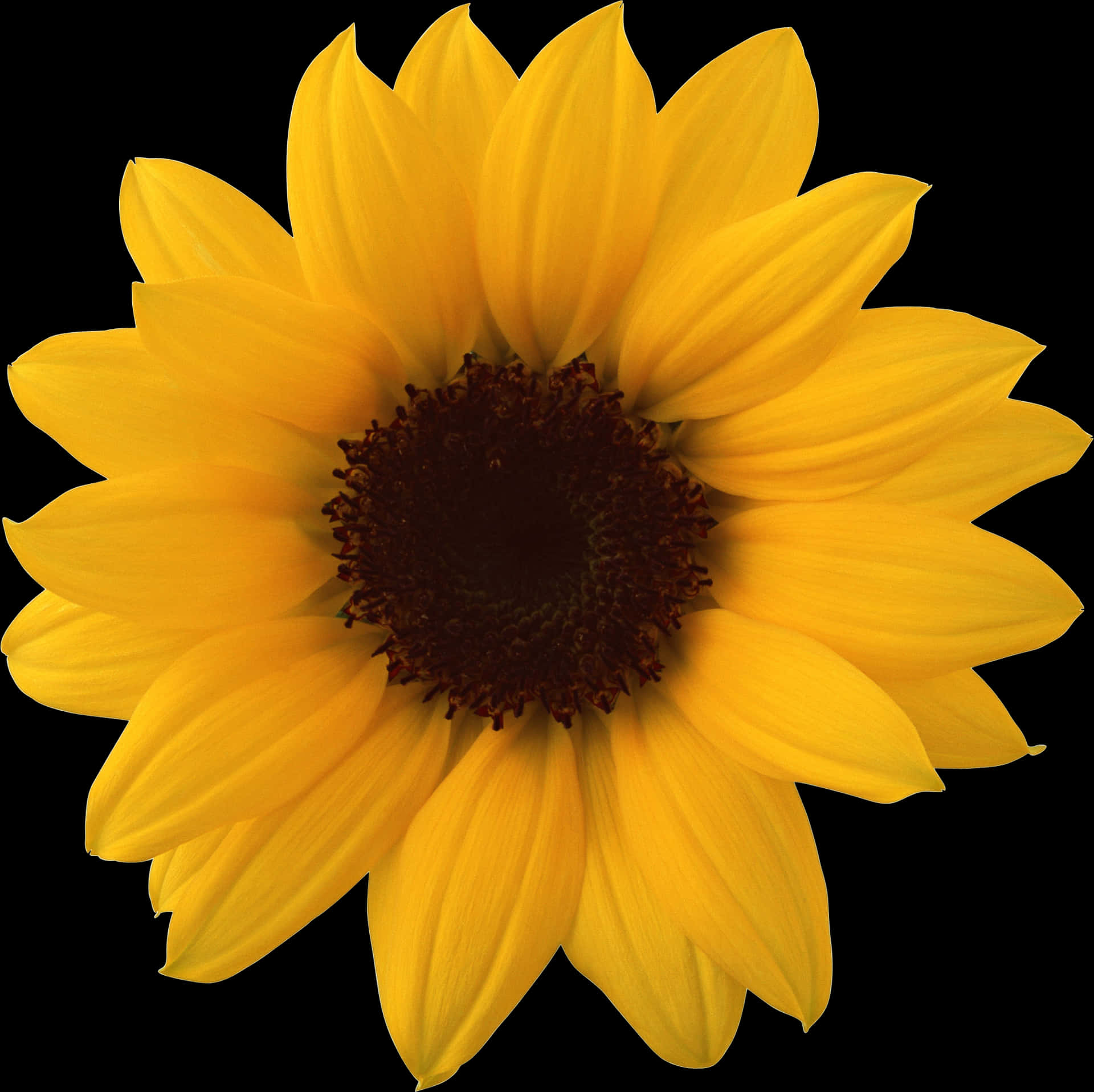 Vibrant_ Sunflower_ Against_ Black_ Background.jpg PNG image
