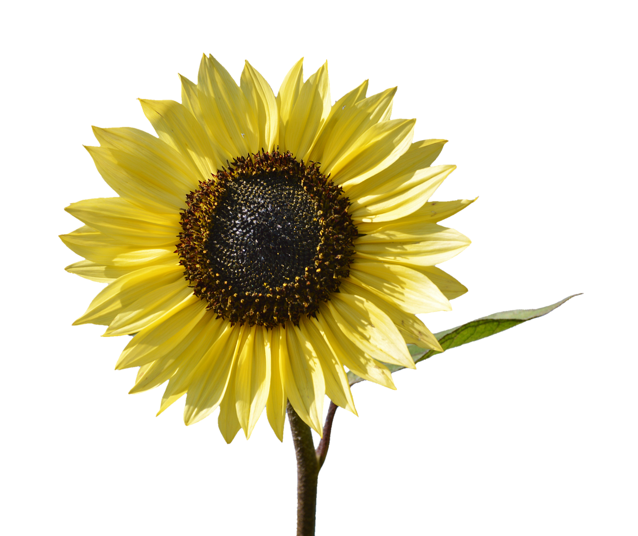 Vibrant Sunflower Against Black Background PNG image