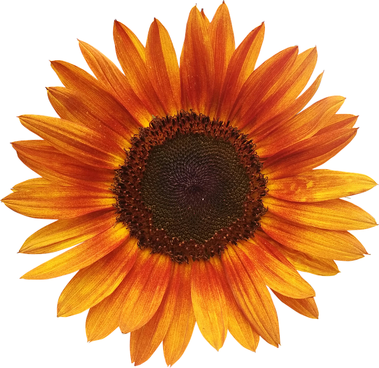 Vibrant Sunflower Against Blue Background.png PNG image