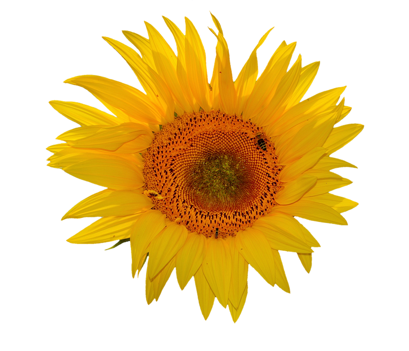 Vibrant Sunflower Against Gray Background PNG image