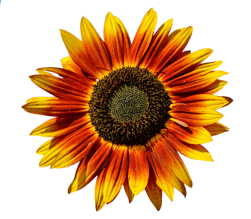 Vibrant Sunflower Against Gray Background PNG image