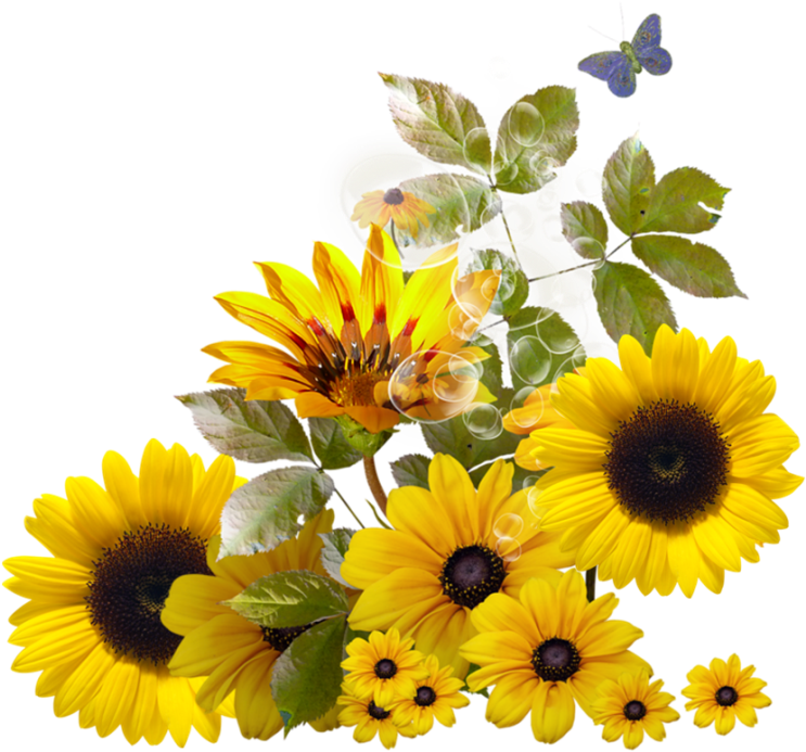 Vibrant Sunflower Arrangement PNG image