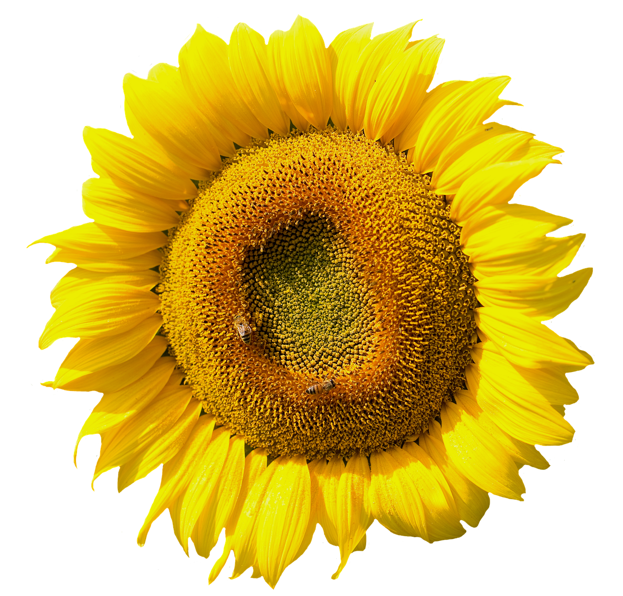 Vibrant Sunflower Black Background PNG image