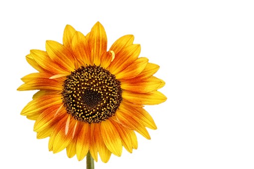 Vibrant Sunflower Black Background PNG image