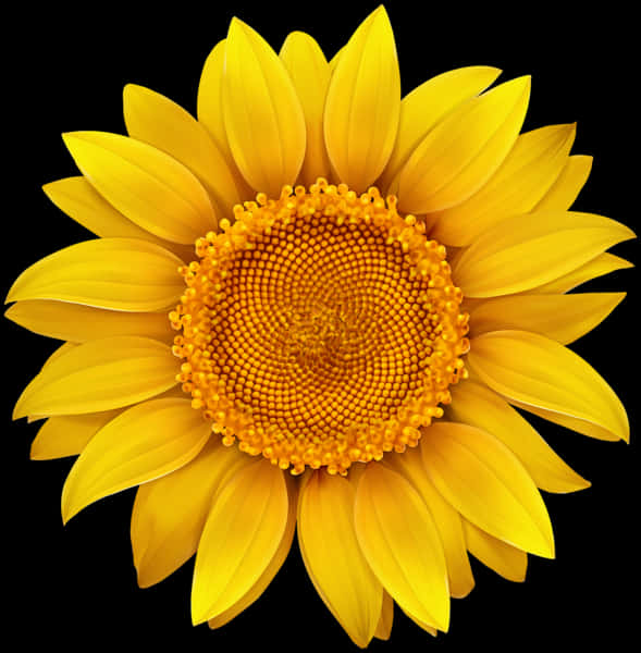 Vibrant Sunflower Black Background.jpg PNG image