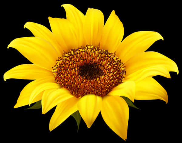 Vibrant Sunflower Black Background PNG image