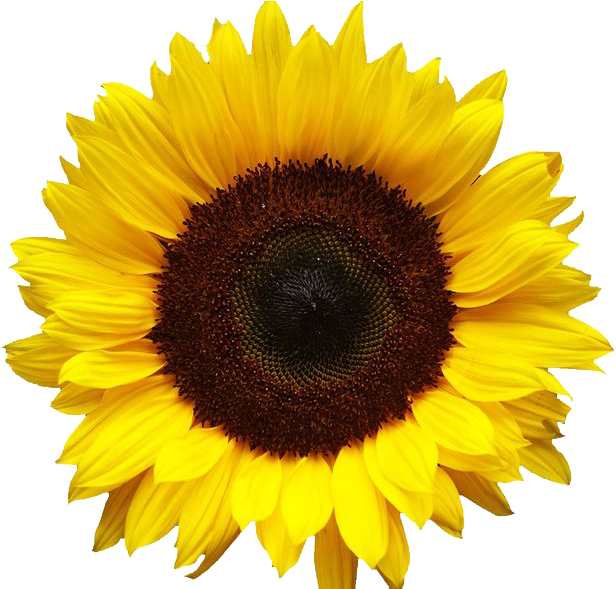 Vibrant Sunflower Bloom PNG image