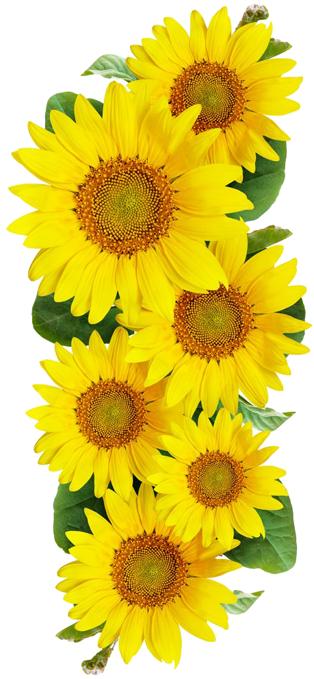 Vibrant_ Sunflower_ Bouquet.png PNG image