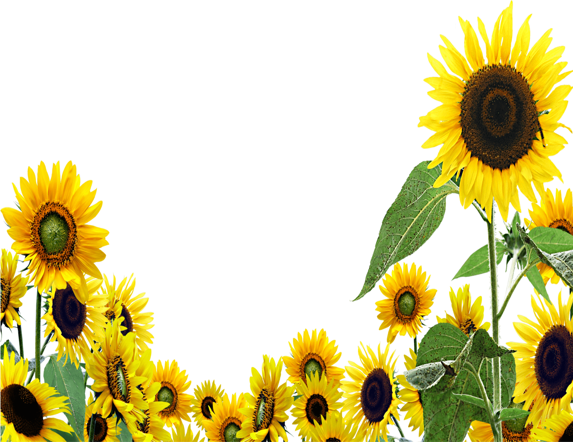 Vibrant Sunflower Clipart Border PNG image