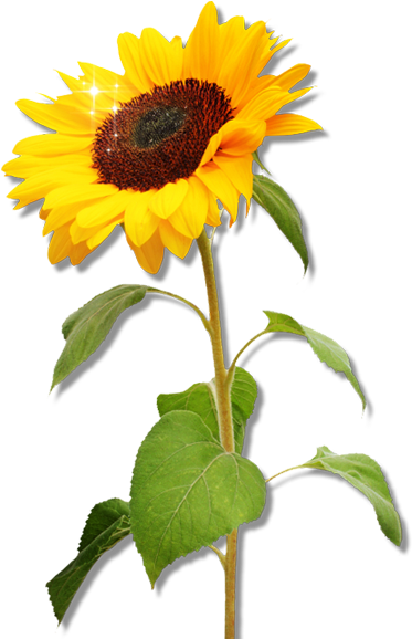 Vibrant_ Sunflower_ Clipart.png PNG image