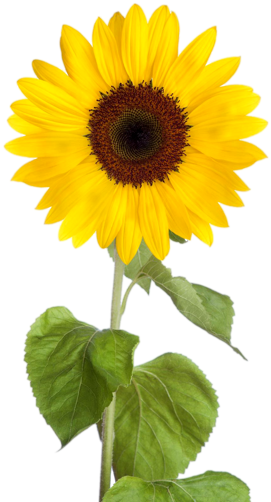 Vibrant Sunflower Clipart.png PNG image