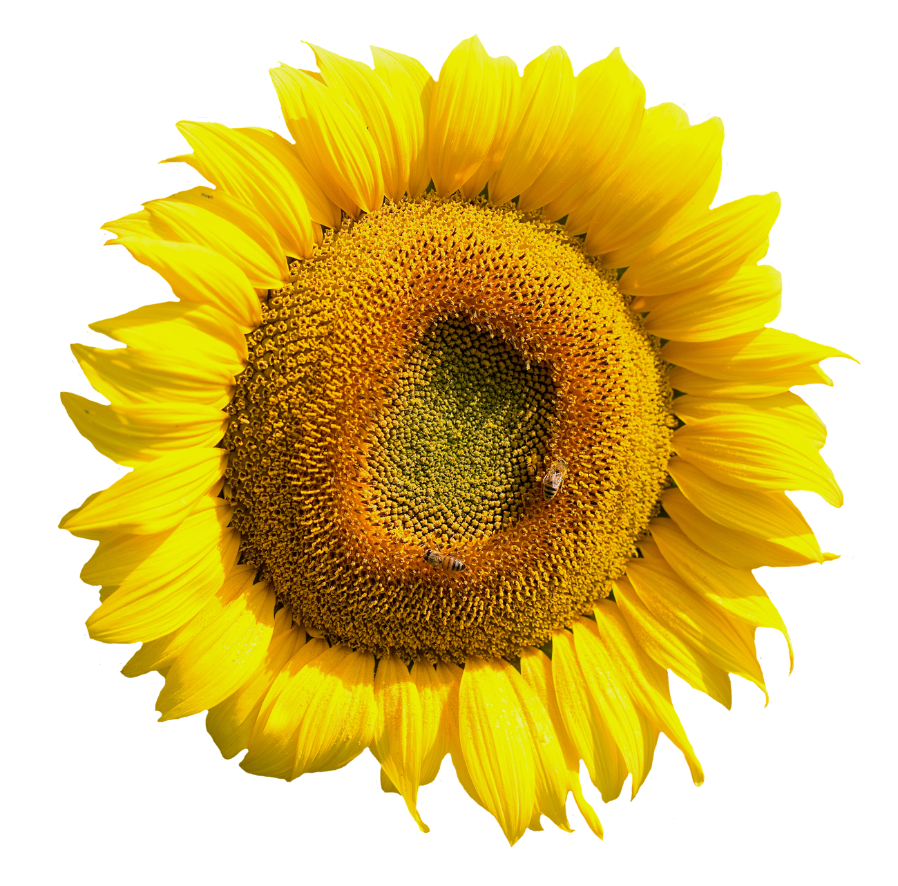 Vibrant Sunflower Closeup.png PNG image