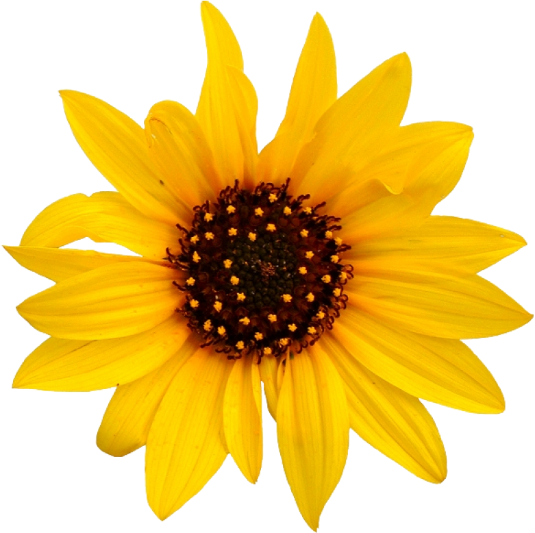 Vibrant_ Sunflower_ Closeup.png PNG image